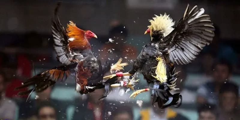 Các câu hỏi thường gặp về đá gà Kwin68